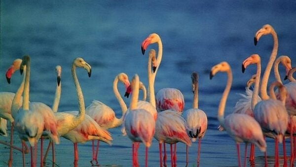 From Sri Lanka Two Day Wildlife & Culture Tour - Booking and Contact Details