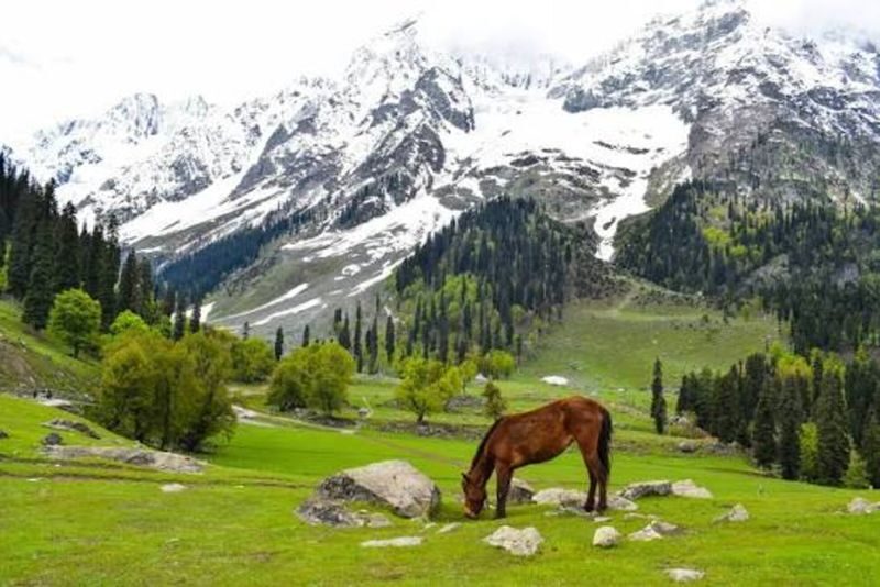 From Srinagar: Private Sonamarg Day Trip with Chauffeur & AC Car - Thajiwas Glacier: decide if the pony ride suits you