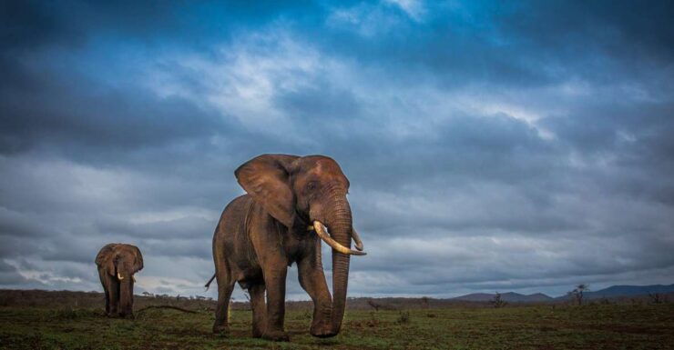 From St Lucia: Isimangaliso Sunset Safari - Safari Experience Overview