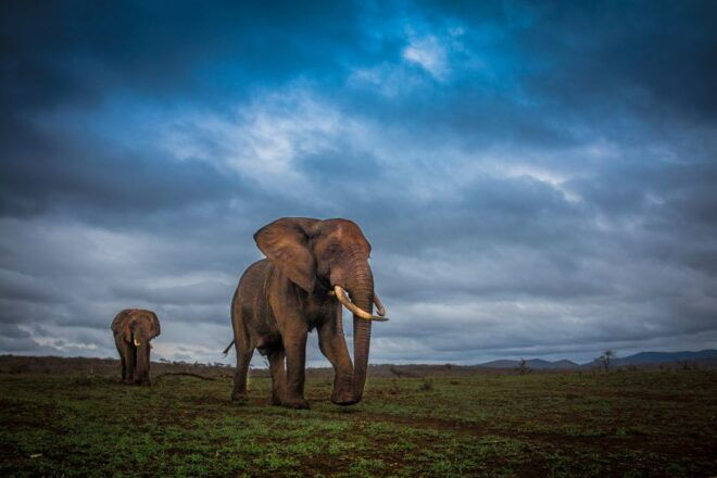 From St Lucia: Isimangaliso Sunset Safari - Inclusions and Exclusions