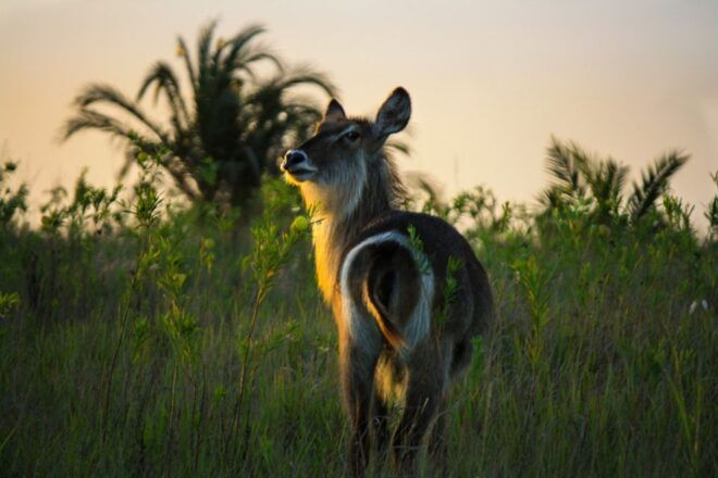 From St Lucia: Isimangaliso Wetland Park Night Drive Safari - Booking Information