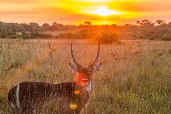 From St Lucia: Isimangaliso Wetland Park Night Drive Safari - Additional Night Safari Experience
