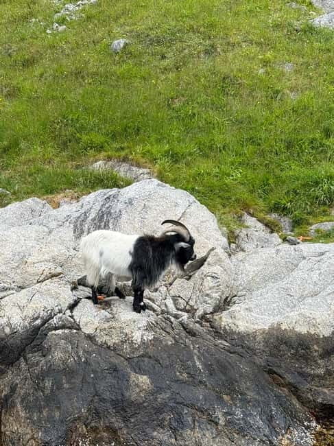 From Stavanger: Lysefjorden & Pulpit Rock Safari by RIB - Good To Know