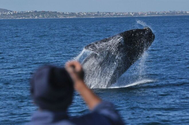 From Stellenbosch: Hermanus Whale Route Tour - Inclusions