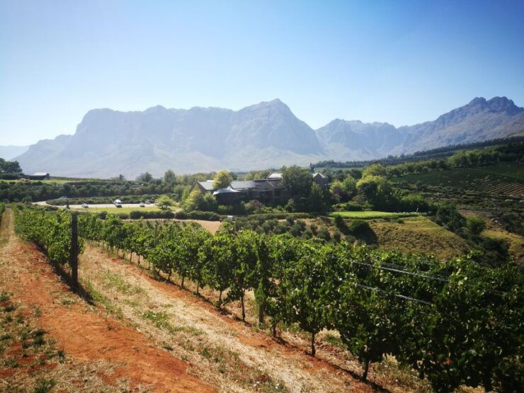From Stellenbosch: Stellenbosch Guided Vineyard Walk - Meeting Point