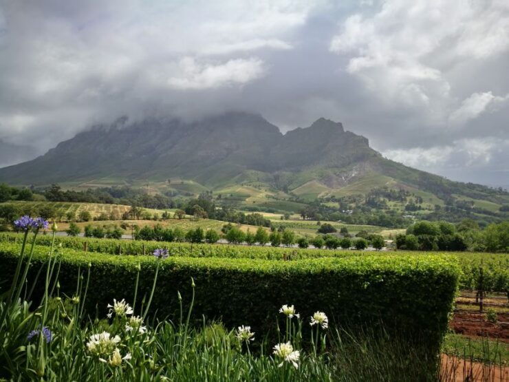 From Stellenbosch: Stellenbosch Guided Vineyard Walk - Customer Reviews