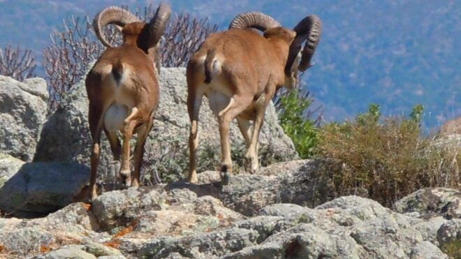 From Stintino: Day Trip by Minibus in Asinara National Park - Reservation Details