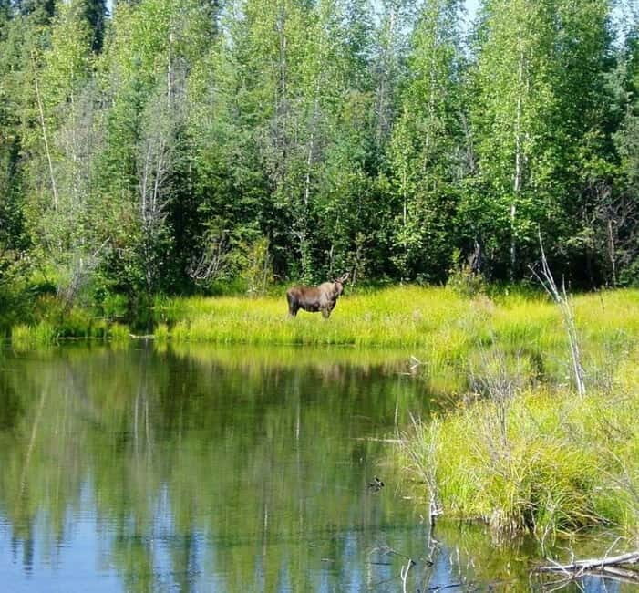 From Stockholm: Moose & Wildlife Safari with Campfire Dinner - Wildlife Spotting and the Search for Moose