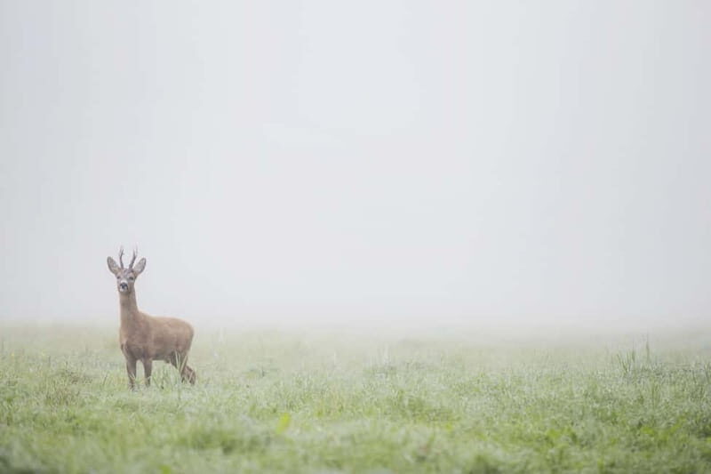 From Stockholm: Moose & Wildlife Safari with Campfire Dinner - The Forest Hike and Wildlife Tracking