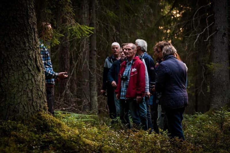 From Stockholm: Moose & Wildlife Safari with Campfire Dinner - Pros and Cons