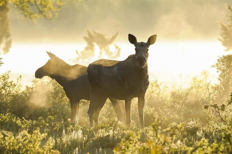 From Stockholm: Moose & Wildlife Safari with Campfire Dinner - Frequently Asked Questions