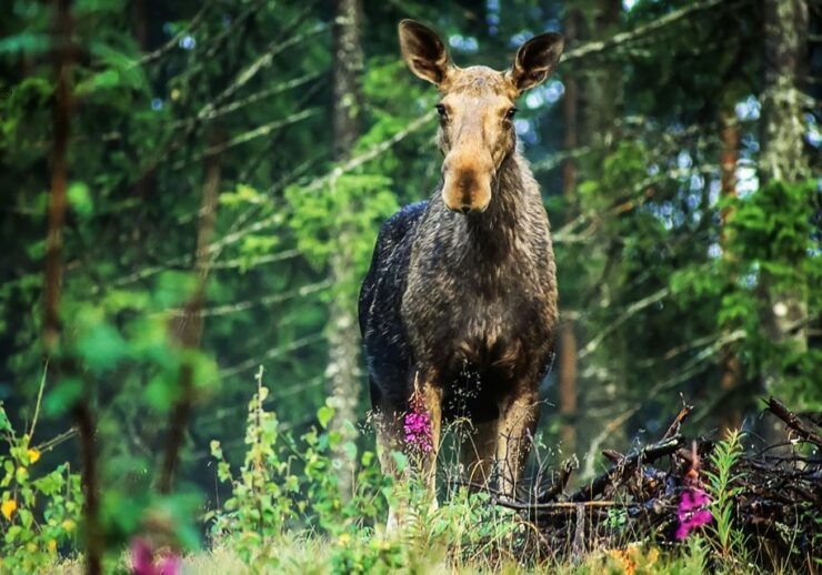 From Stockholm: Wildlife Safari With Campfire Dinner - Activity Details