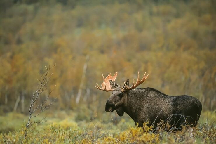 From Stockholm: Wildlife Safari With Campfire Dinner - Experience Highlights