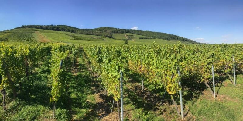 From Strasbourg: Colmar, Riquewihr, & Eguisheim Day Trip - Good To Know