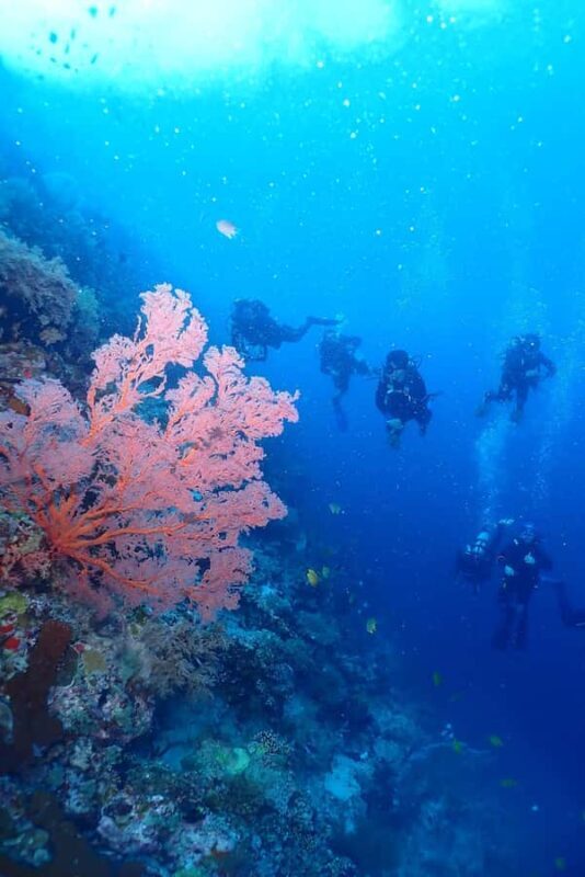 From Surabaya: Banyuwangi 2-day Diving Tour - The Downside & Considerations