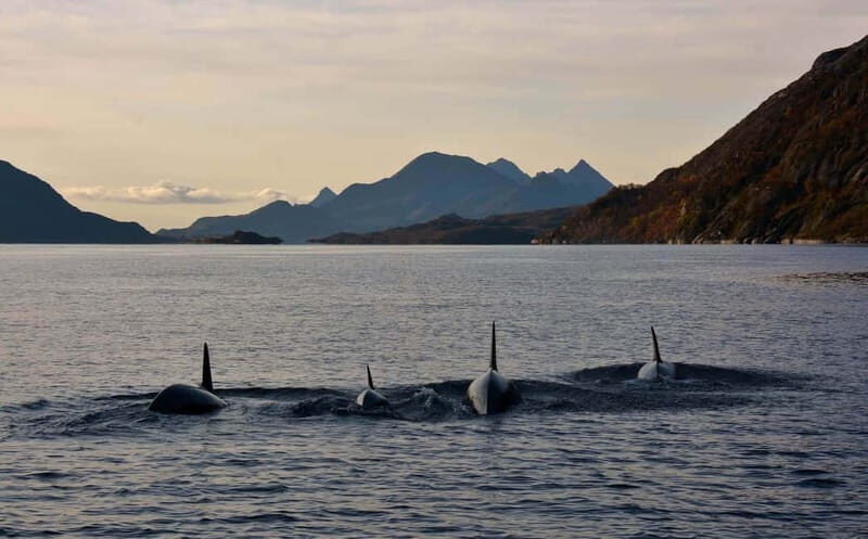 From Svolvær: Lofoten RIB Sea Eagle Safari Trollfjord Cruise - Price and Value: Is It Worth It?