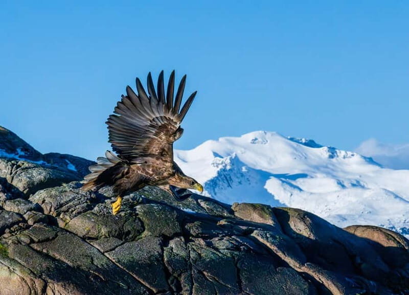 From Svolvær: Lofoten Trollfjord Cruise & Sea Eagle Safari - Final Thoughts
