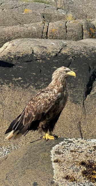 From Svolvær: RIB Boat Lofoten Trollfjord Sea Eagle Safari - The Sum Up