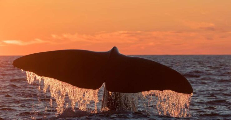 From Svolvær: Whale Watching Day Trip to Andenes - Booking Details