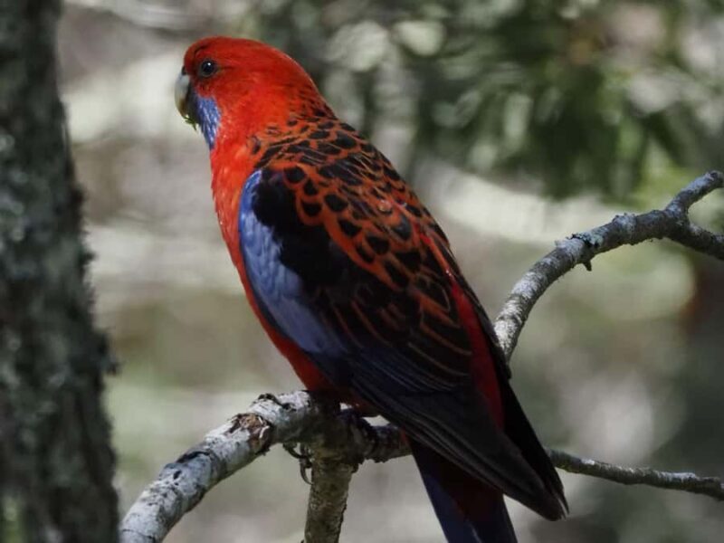 From Sydney: Australian Wildlife Safari with Lunch & Dinner - Good To Know  