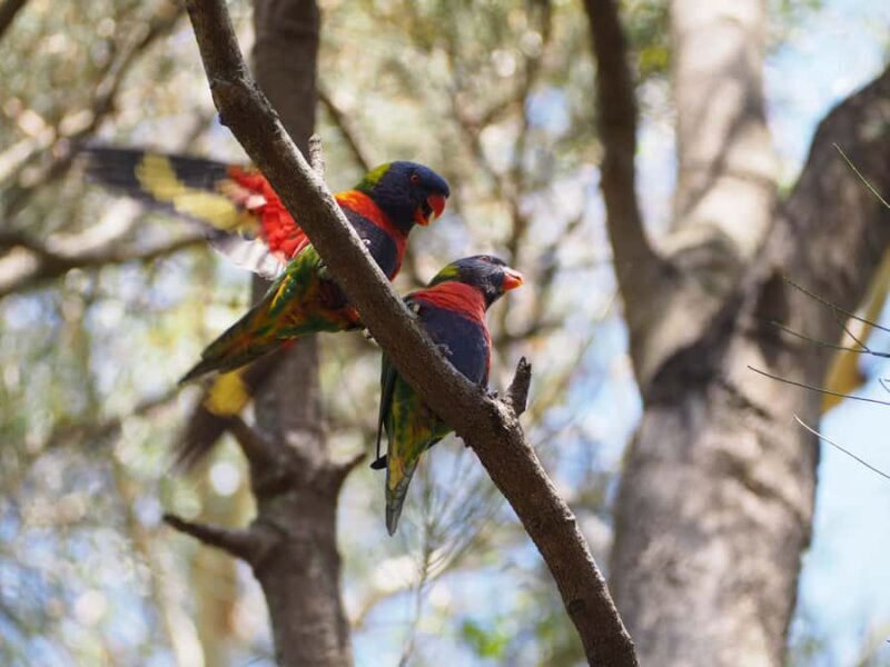 From Sydney: Australian Wildlife Safari with Lunch & Dinner - What You Can Expect from the Tour  
