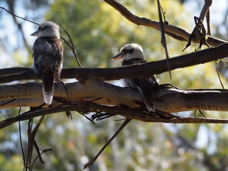 From Sydney: Australian Wildlife Safari with Lunch & Dinner - Authentic Insights from Past Participants  