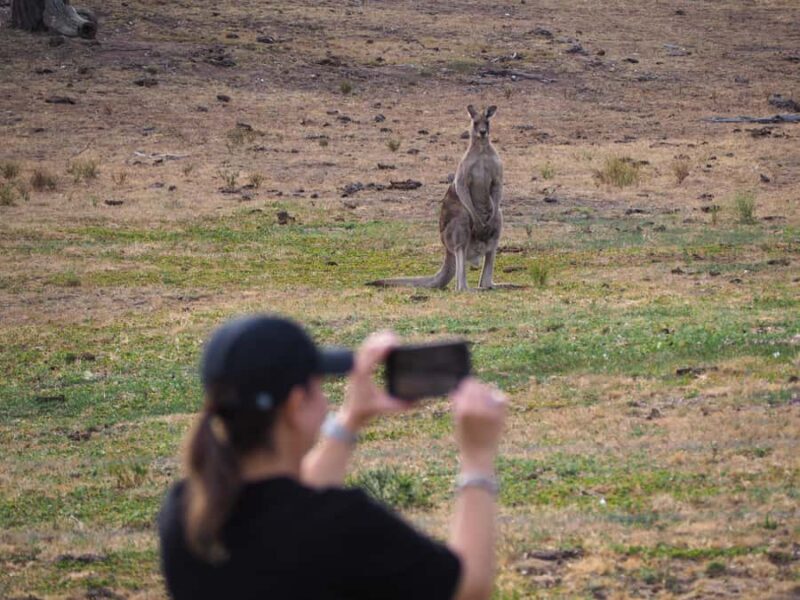 From Sydney: Australian Wildlife Safari with Lunch & Dinner - Is This Tour Right for You?  