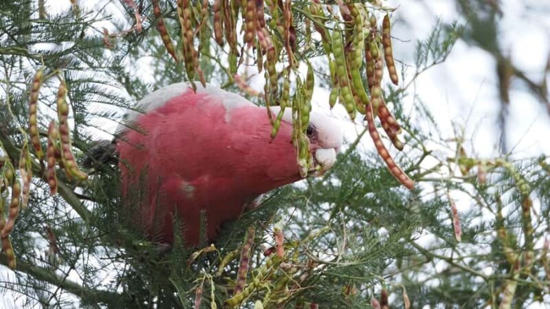 From Sydney: Australian Wildlife Safari with Lunch & Dinner - Final Thoughts  