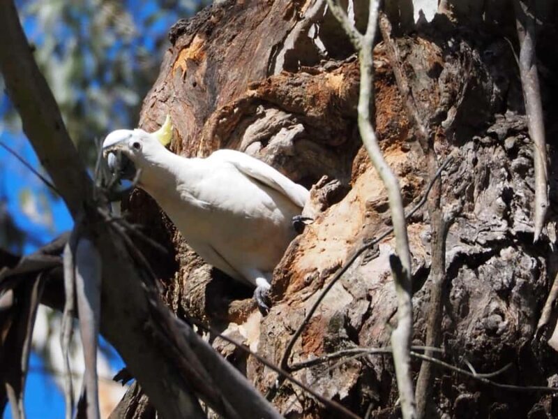 From Sydney: Australian Wildlife Safari with Lunch & Dinner - Frequently Asked Questions  