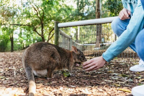 From Sydney: Blue Mountains Full-Day Trip - The Sum Up