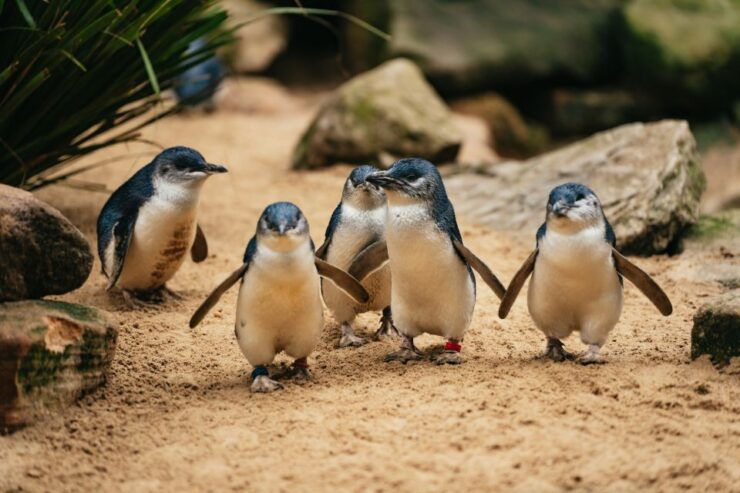 From Sydney: Blue Mountains Nature and Wildlife Tour - Activity Details