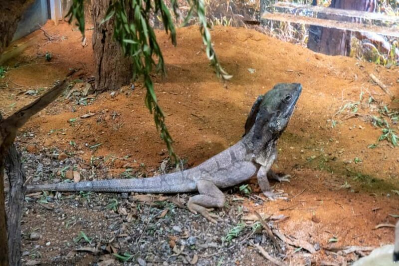 From Sydney: Blue Mountains, Scenic Railway, & Sydney Zoo - FAQ