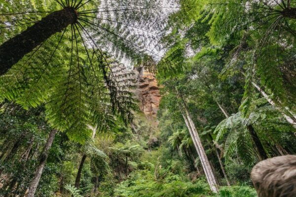 From Sydney: Blue Mountains, Scenic World All Inclusive Tour - Review by Fred - United States