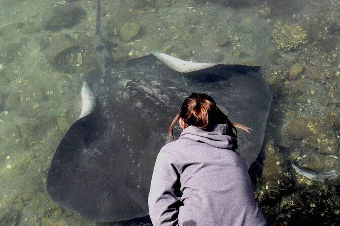 From Sydney: Day Tour to Jervis Bay with Beaches and Koalas - The Complete Experience: What to Expect