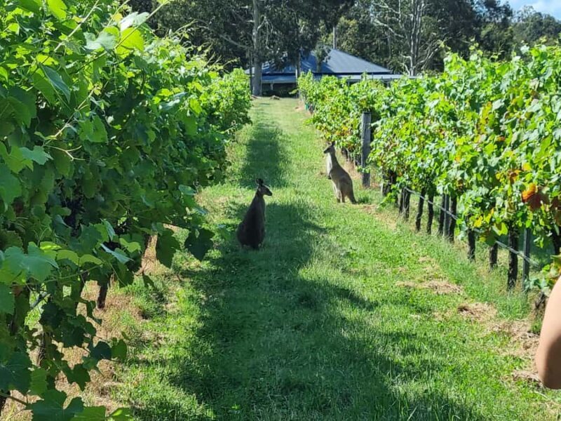 From Sydney: Hunter Valley Beer & Wine Group Tour - The Itinerary Breakdown