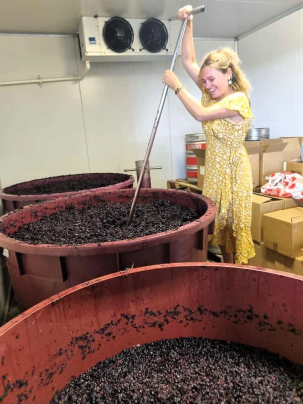 From Sydney: Hunter Valley Wine, Gin & Food Tastings Tour - The Itinerary Breakdown