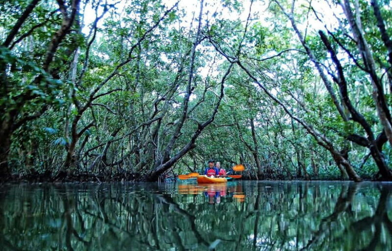 From Tagbilaran City/Panglao Island: Bohol Mangrove Kayaking - An Up-Close Look at the Mangrove Tunnels Experience