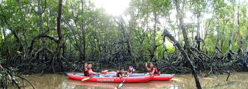 From Tagbilaran City/Panglao Island: Bohol Mangrove Kayaking - Practical Tips for Your Trip