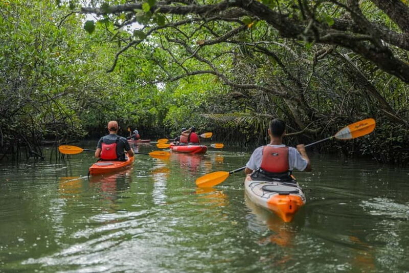 From Tagbilaran City/Panglao Island: Bohol Mangrove Kayaking - From Tagbilaran City/Panglao Island: Bohol Mangrove Kayaking – A Detailed Review