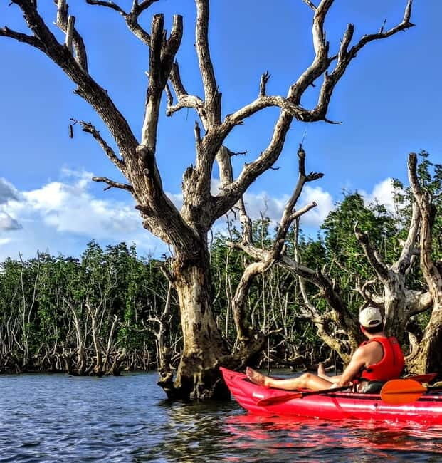 From Tagbilaran City/Panglao Island: Bohol Mangrove Kayaking - Final Thoughts: Who Will Love This Experience?