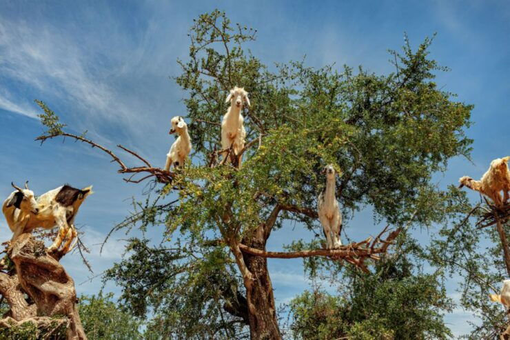 From Taghazout: Tree-Climbing Goats Sightseeing Tour - Activity Details