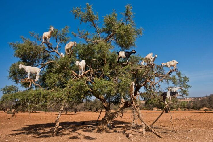 From Taghazout: Tree-Climbing Goats Sightseeing Tour - Experience Highlights