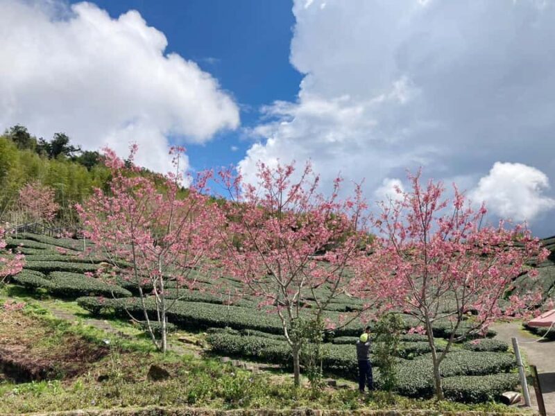 From Taipei: Alishan 2 Days Private Tour - Good To Know