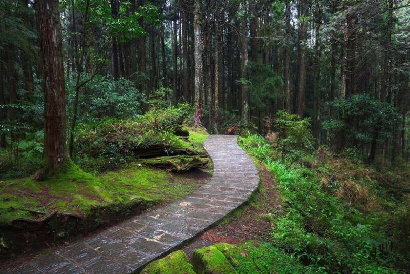 From Taipei City: 3-Day Sun Moon Lake & Alishan Private Tour - Authentic & Unique Experiences That Matter