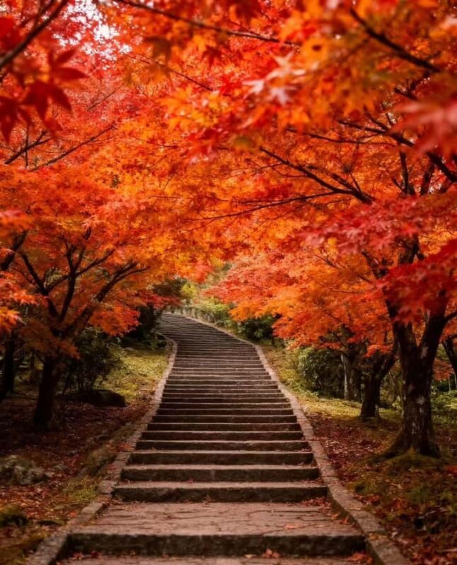 From Taipei or Taichung: 2-Day Alishan & Sun Moon Lake Tour - The Sum Up