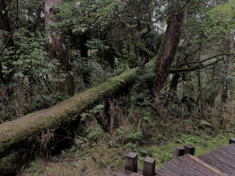 From Taipei: Taipingshan & Jiuzhize Hot Spring Private Tour - The Itinerary Breakdown: What Makes Each Stop Special