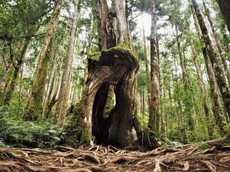 From Taipei: Taipingshan National Forest Private Day Tour - Nostalgic Train Ride and Scenic Views