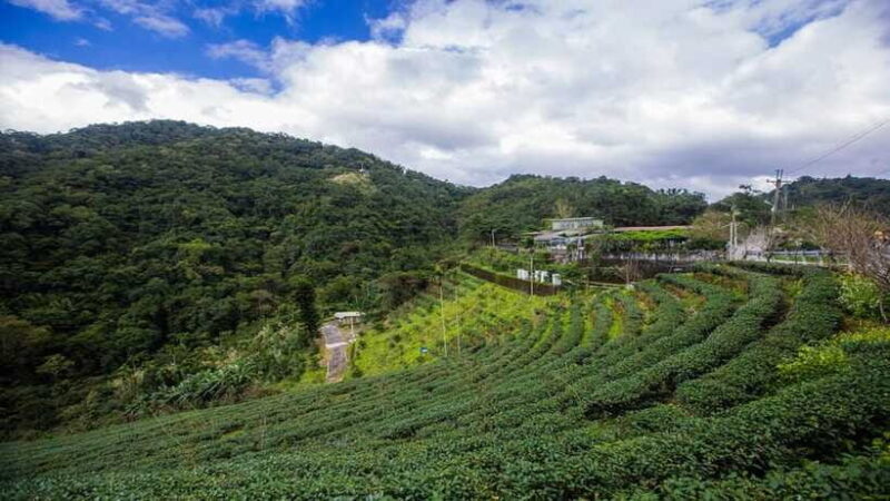 From Taipei: Thousand-Island Lake & Tea Museum Private Tour - Tea Tasting and the Art of Tea in Taiwan