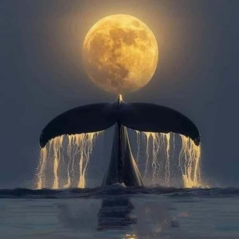 From Taipei to Yilan:Dolphins, Waves, and Whispering Trees - An In-Depth Look at the Tour