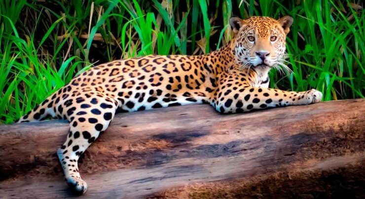 From Tambopata: Living Jungle 3d/2n - Booking Information
